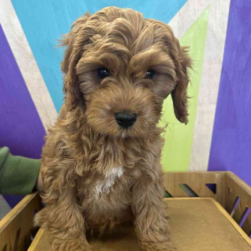 Female Cavapoo Puppy for Sale in Joplin, MO