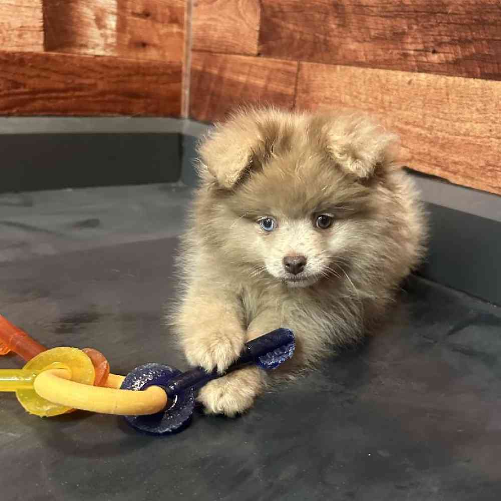 Female Pomeranian Puppy for Sale in Joplin, MO