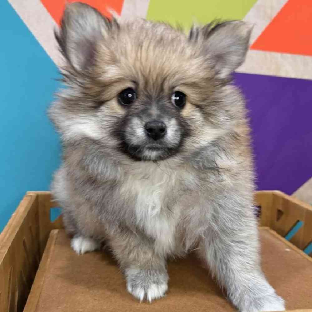 Male Pomeranian Puppy for Sale in Rogers, AR