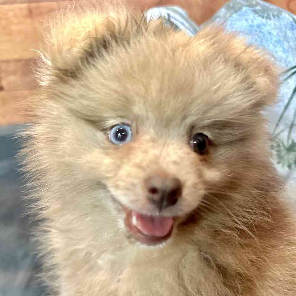 Female Pomeranian Puppy for Sale in Joplin, MO