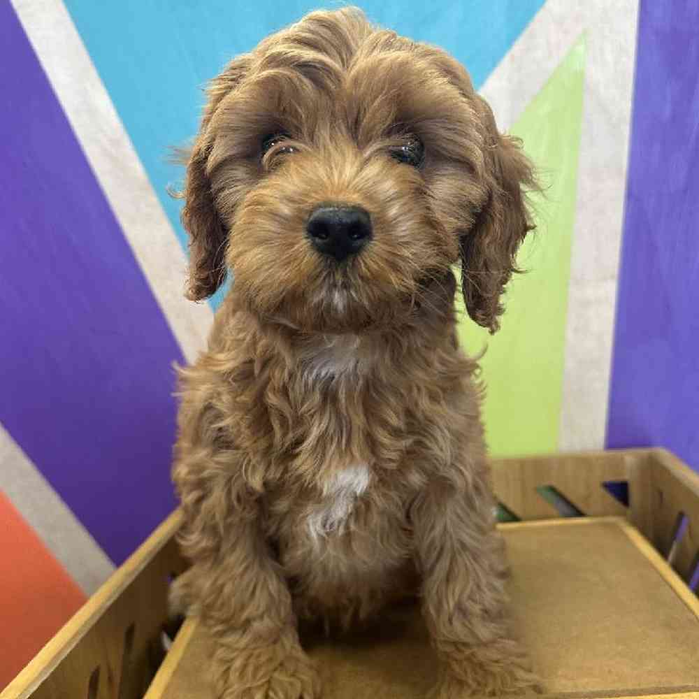 Female Cavapoo Puppy for Sale in Joplin, MO