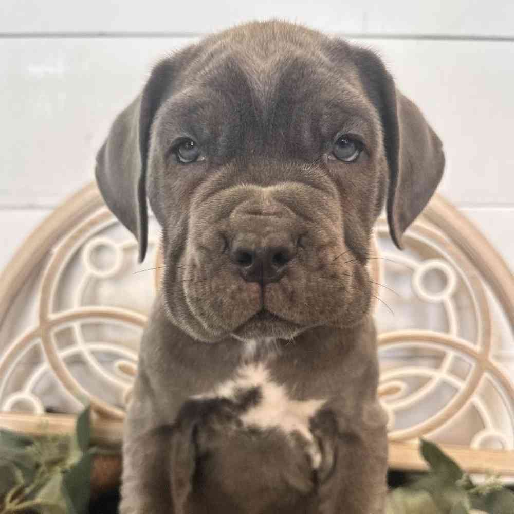 Male Neapolitan Mastiff Puppy for Sale in Joplin, MO