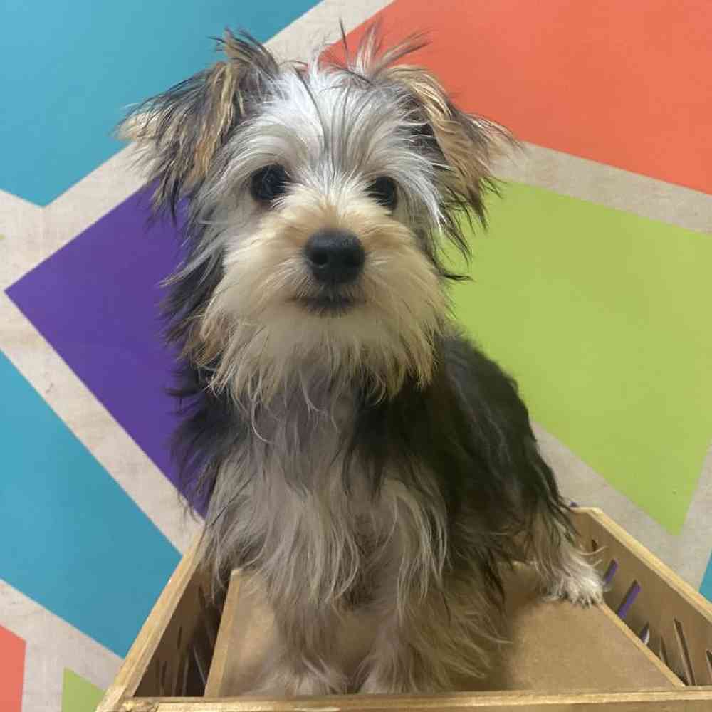 Male Yorkie Puppy for Sale in Wichita, KS