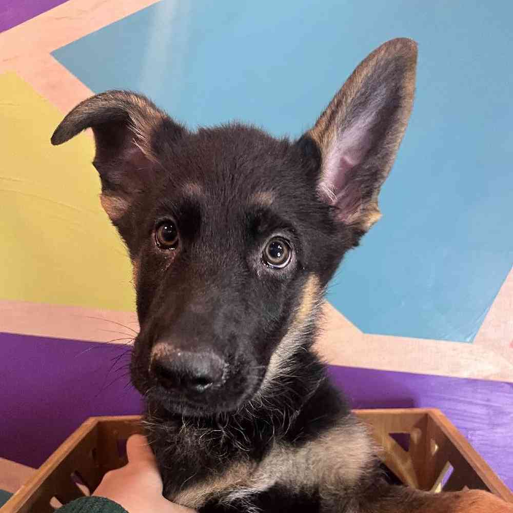 Male German Shepherd Puppy for Sale in Joplin, MO