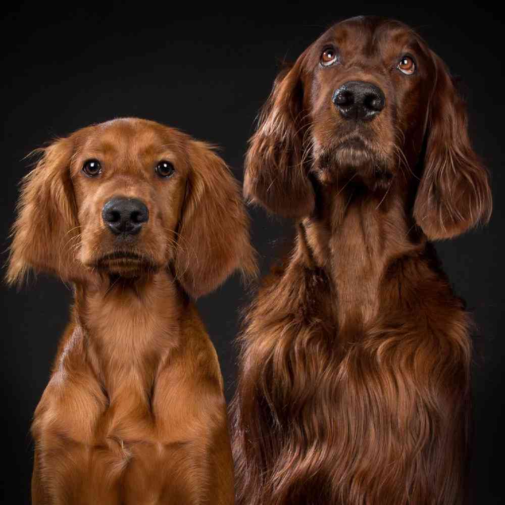 Irish Setter image