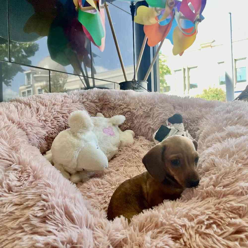 Female Dachshund Puppy for Sale in Rogers, AR