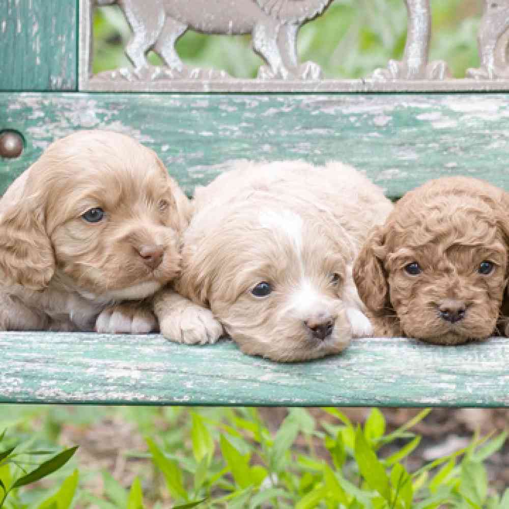 Cockapoo Puppies for Sale