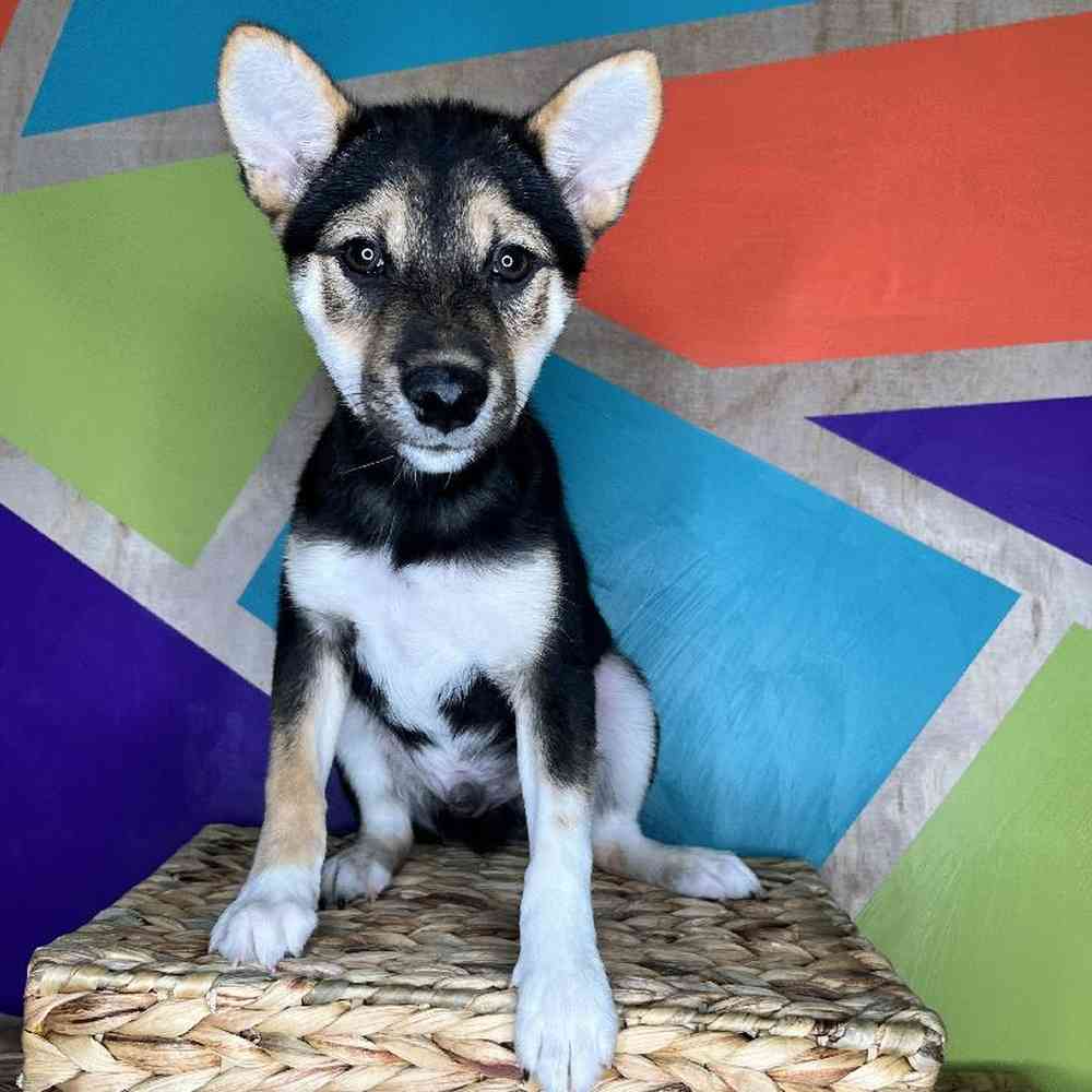 Male Shiba Inu Puppy for Sale in Rogers, AR