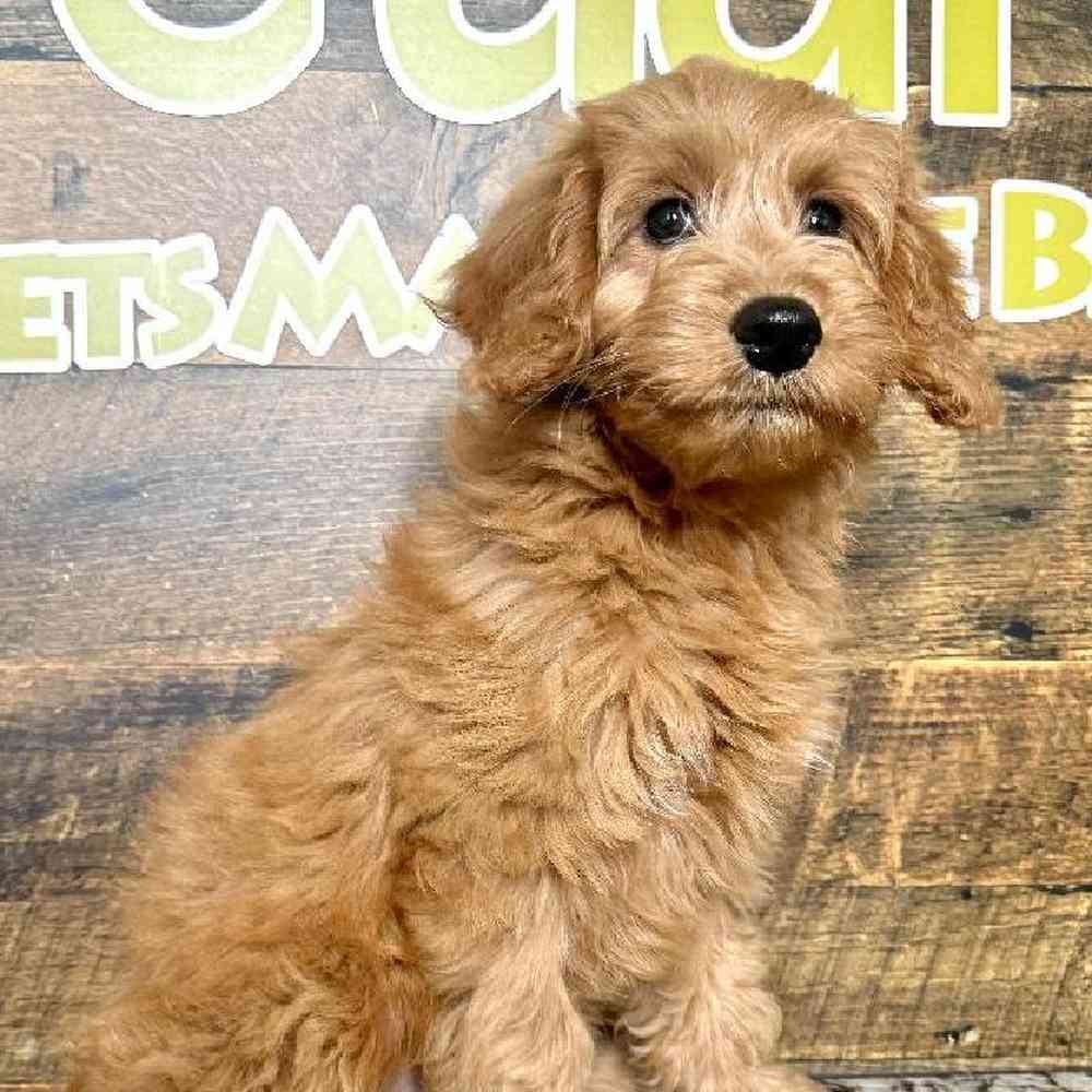 Male Mini Goldendoodle Puppy for Sale in Joplin, MO