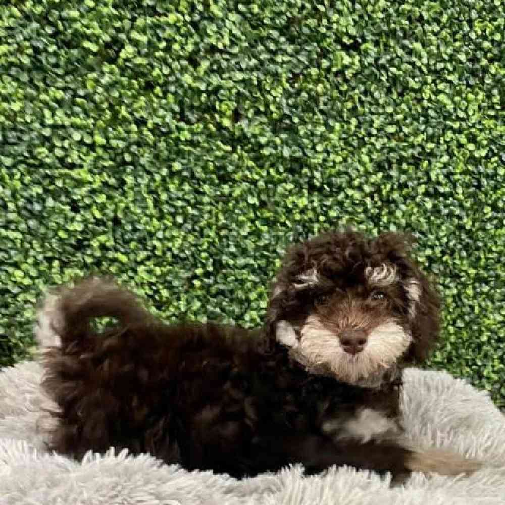 Male Newfoundland-Miniature Poodle Puppy for Sale in Rogers, AR