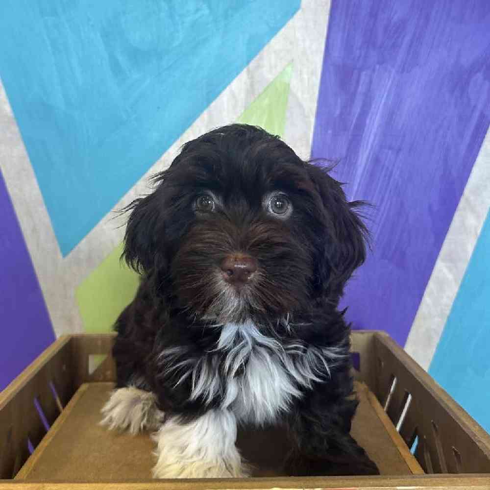 Male Havanese Puppy for Sale in Rogers, AR