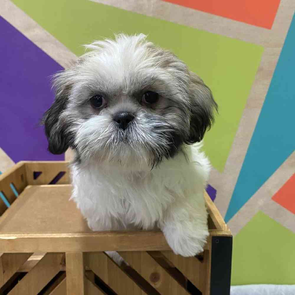 Female Shih Tzu Puppy for Sale in Joplin, MO