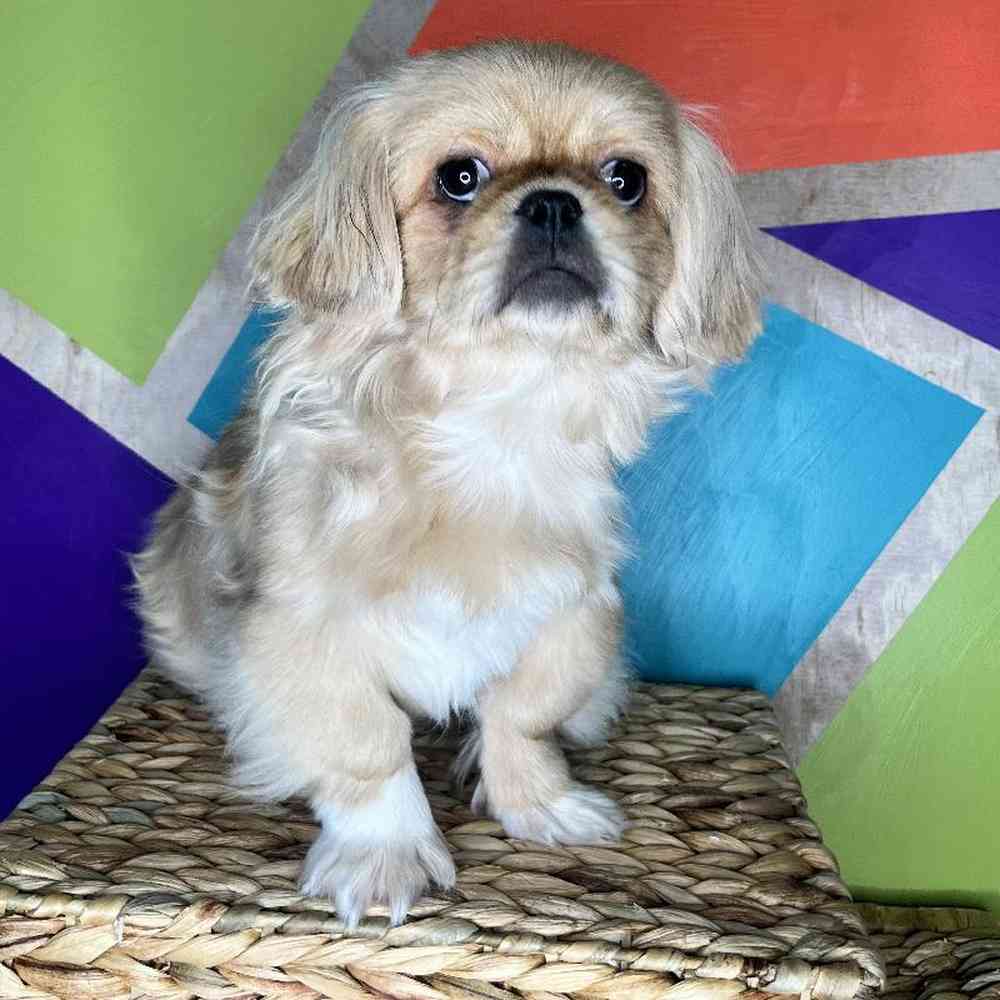 Male Pekingese Puppy for Sale in Joplin, MO