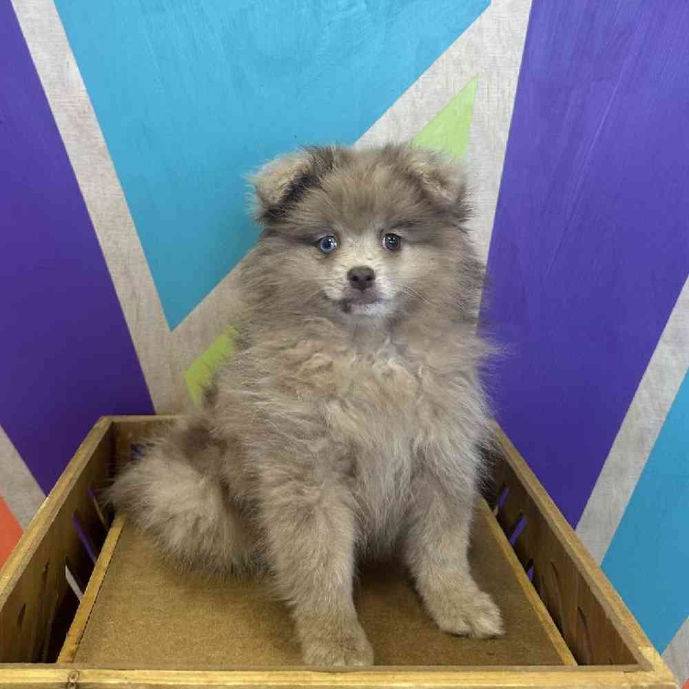 Female Pomeranian Puppy for Sale in Joplin, MO