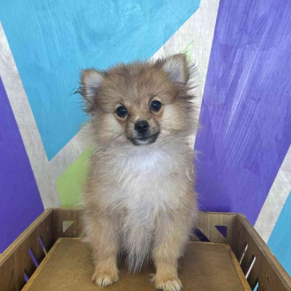 Female Pomeranian Puppy for Sale in Rogers, AR