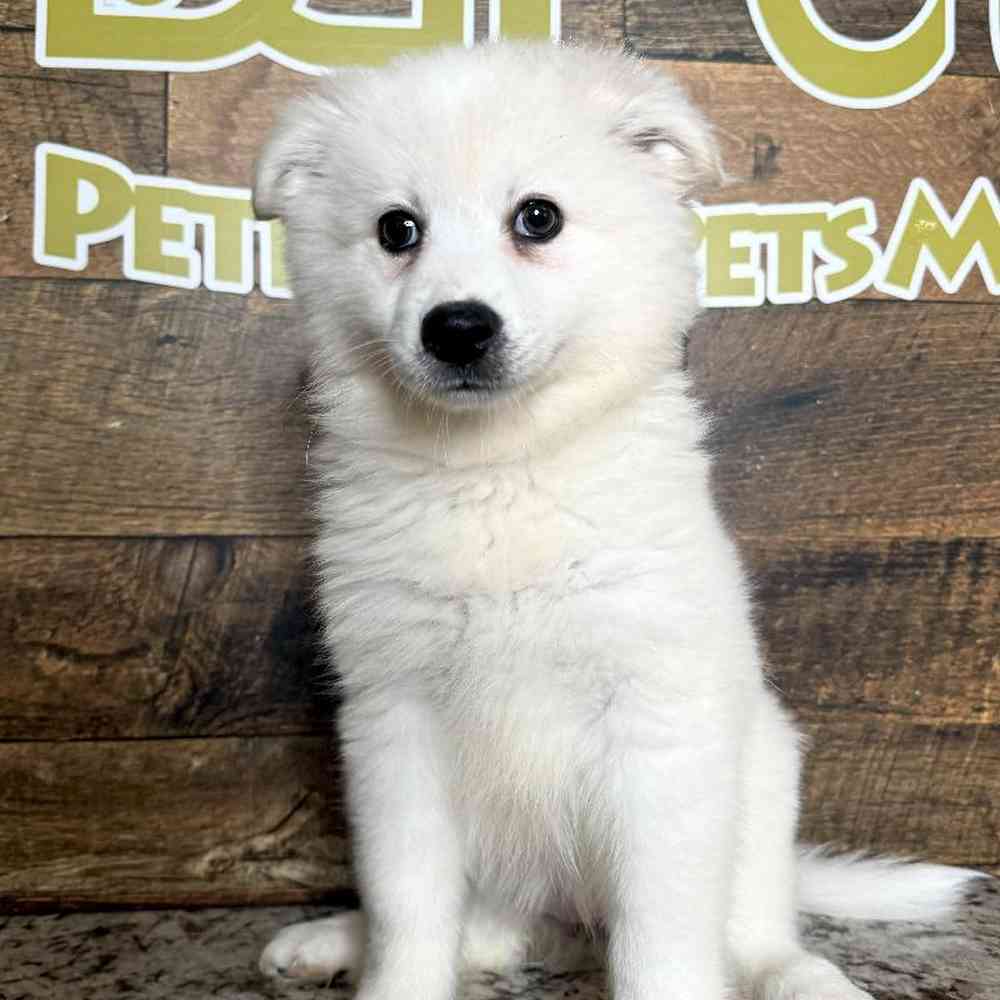 Female American Eskimo Puppy for Sale in Rogers, AR