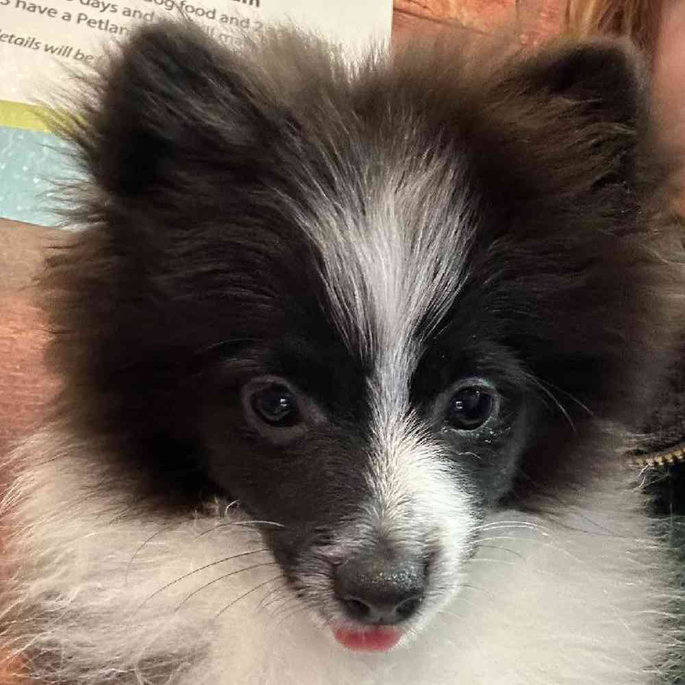 Male Pomeranian Puppy for Sale in Joplin, MO