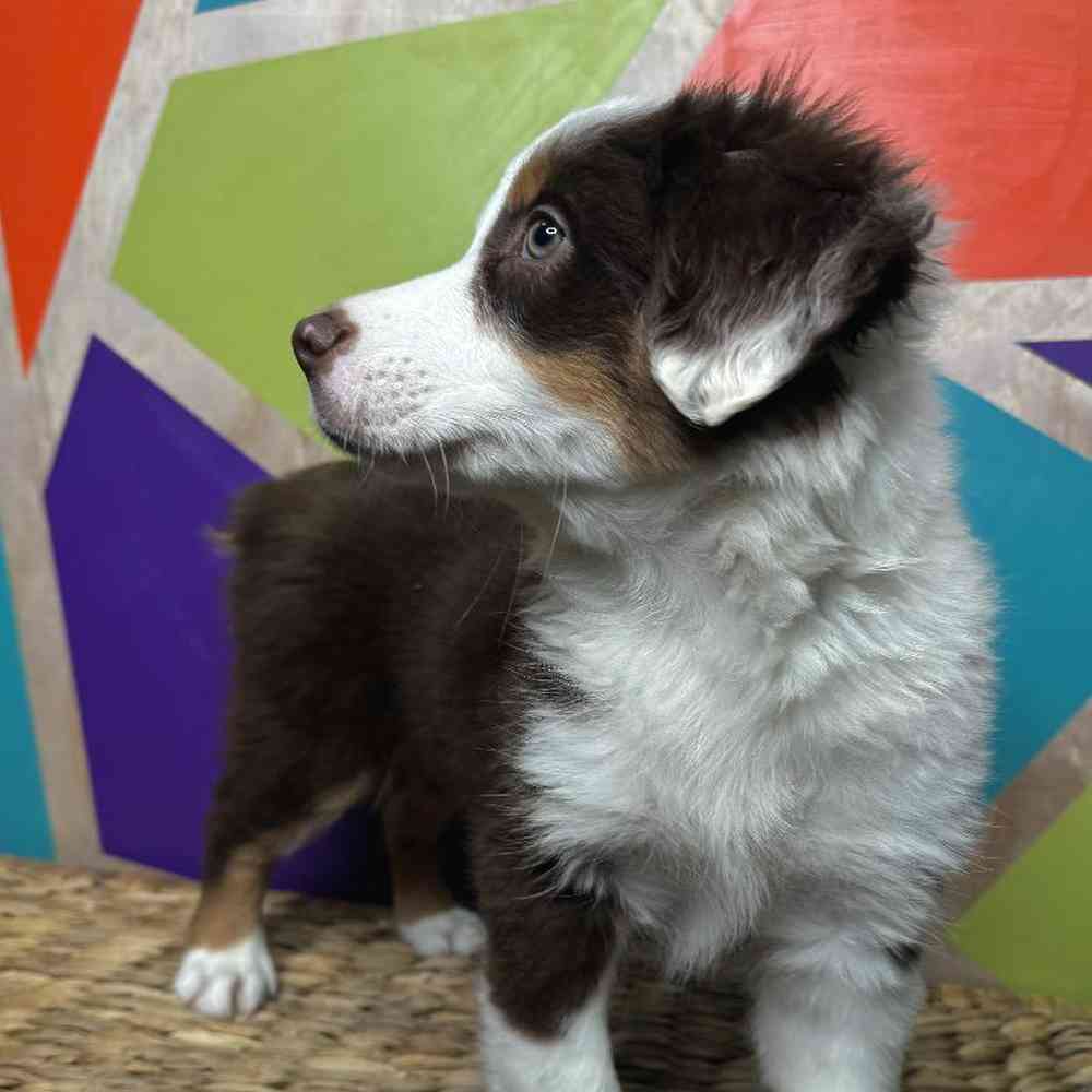 Male Australian Shepherd Puppy for Sale in Rogers, AR