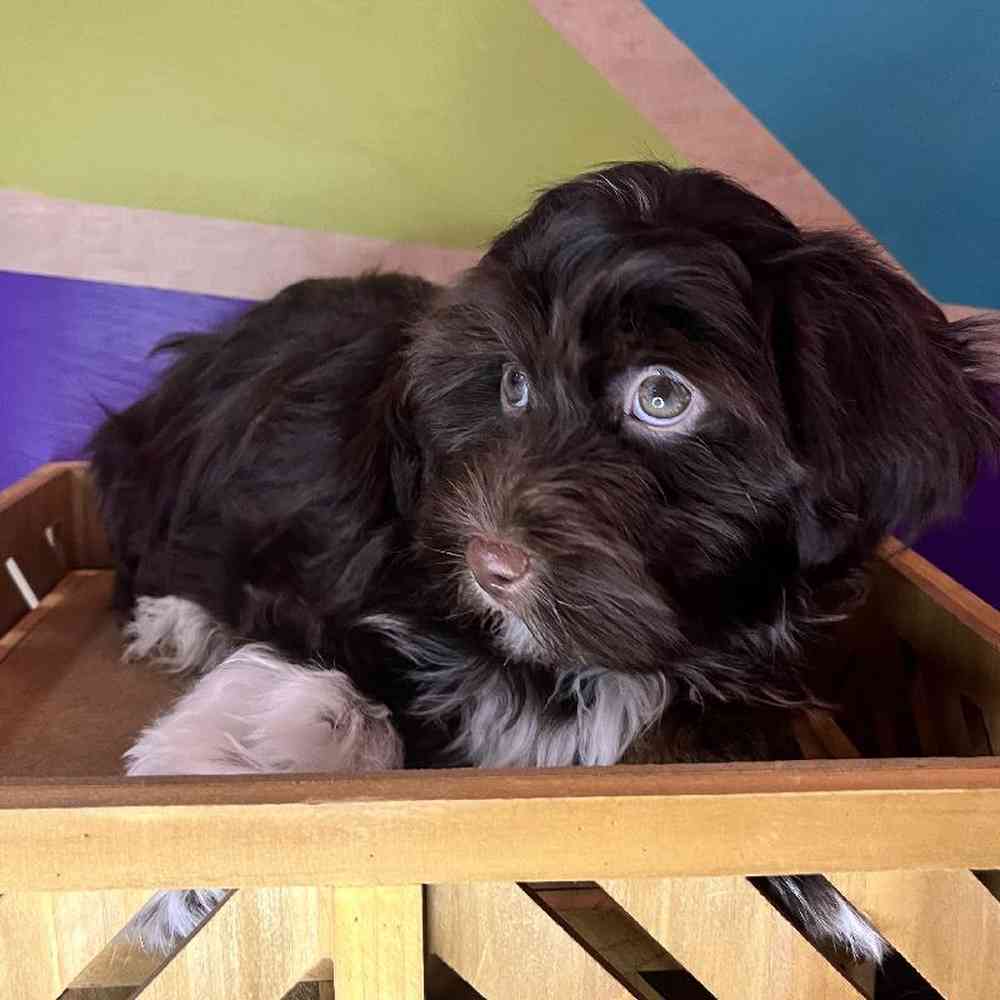 Male Havanese Puppy for Sale in Rogers, AR