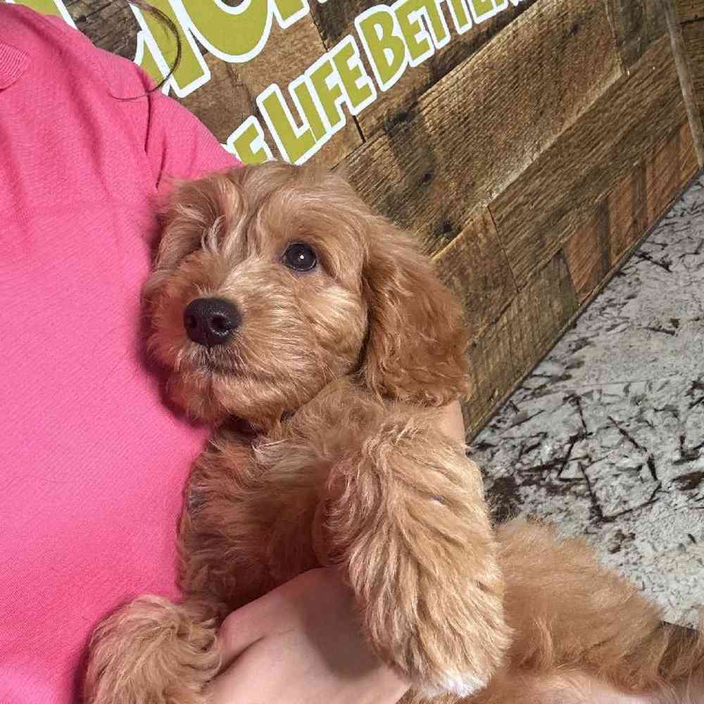 Male Mini Goldendoodle Puppy for Sale in Joplin, MO