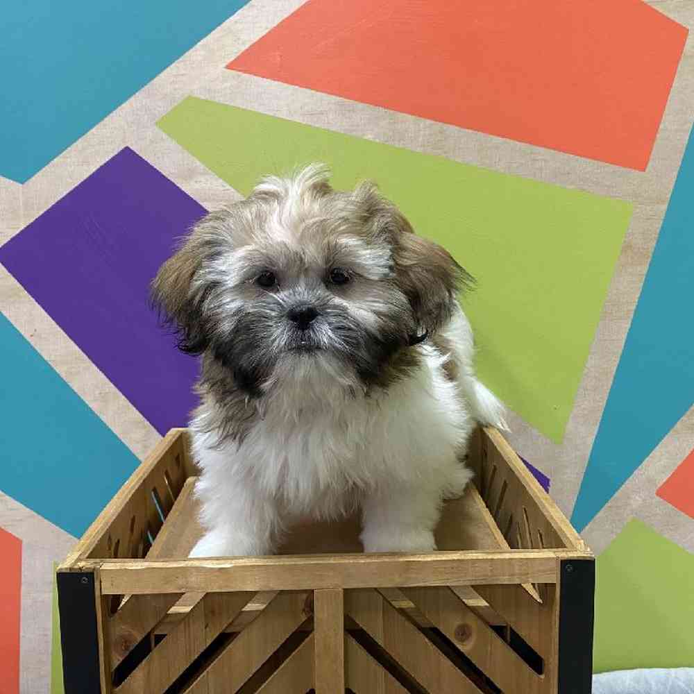 Male Shih Tzu Puppy for Sale in Joplin, MO