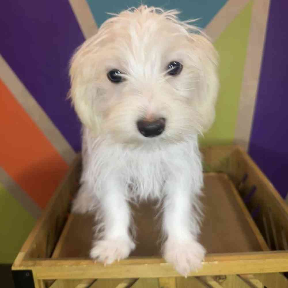 Male Morkie Puppy for Sale in Rogers, AR