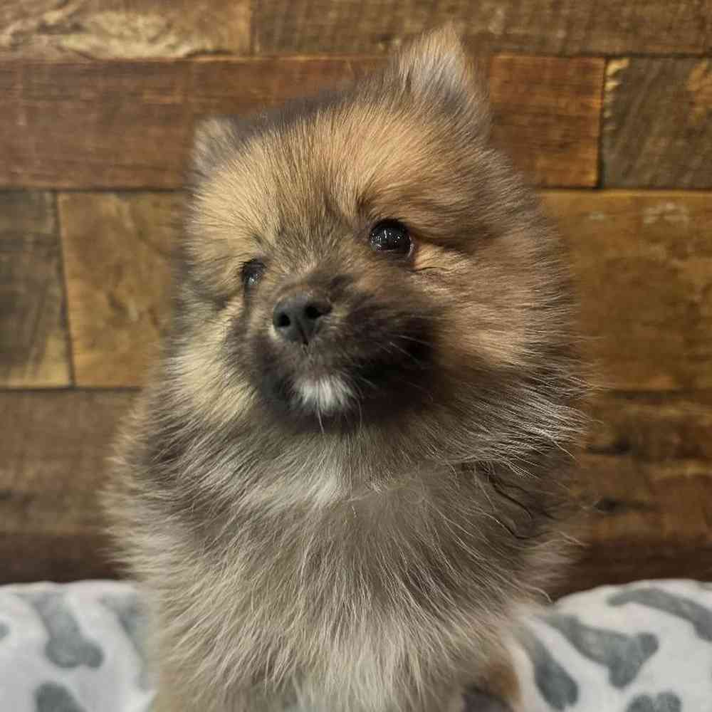 Male Pomeranian Puppy for Sale in Rogers, AR