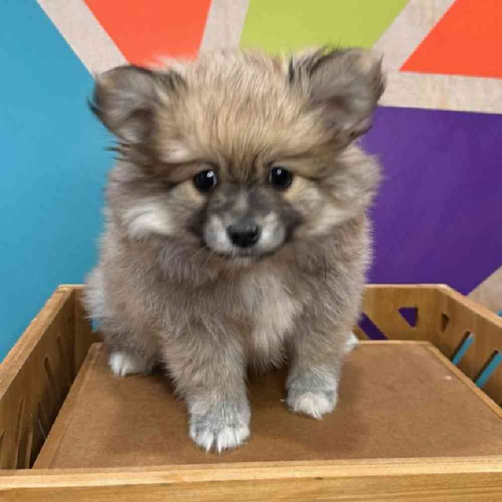 Male Pomeranian Puppy for Sale in Rogers, AR