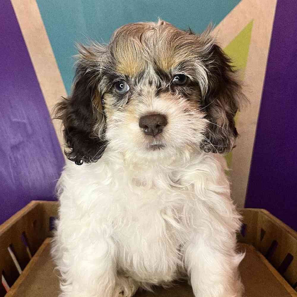 Male Cockapoo Puppy for Sale in Joplin, MO