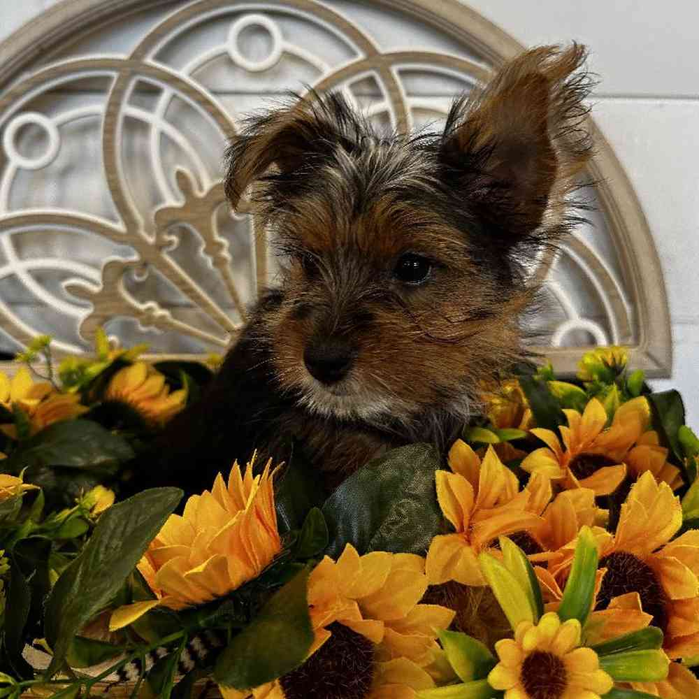 Male Yorkie Puppy for Sale in Joplin, MO