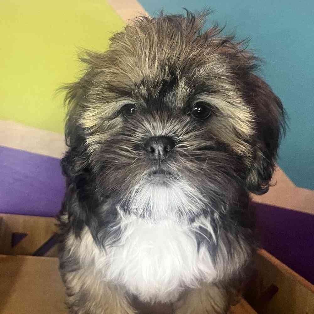 Male Shih Apso Puppy for Sale in Rogers, AR