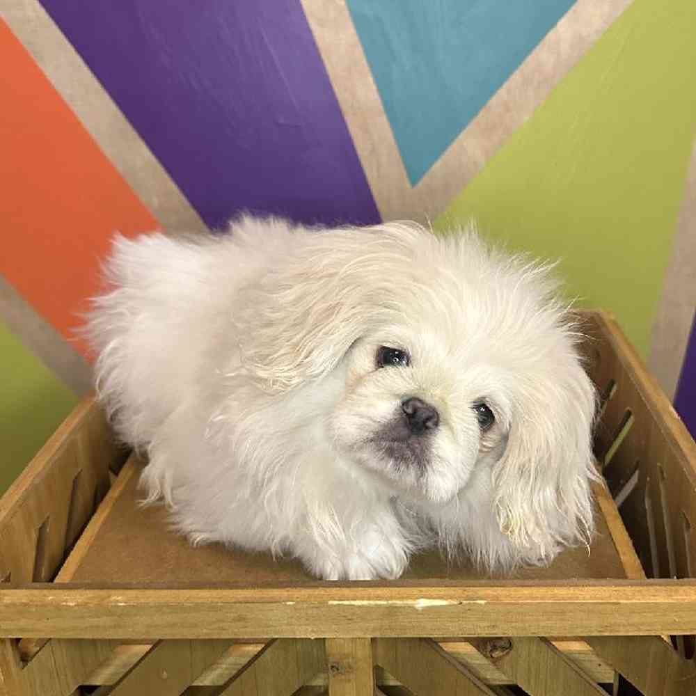 Male Pekingese Puppy for Sale in Rogers, AR