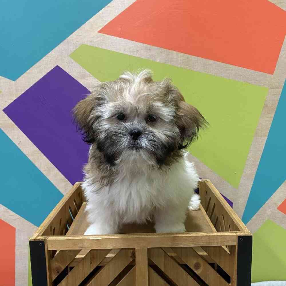 Male Shih Tzu Puppy for Sale in Joplin, MO