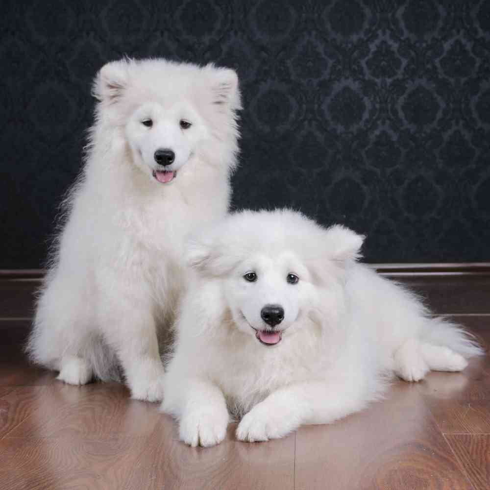 Samoyed image