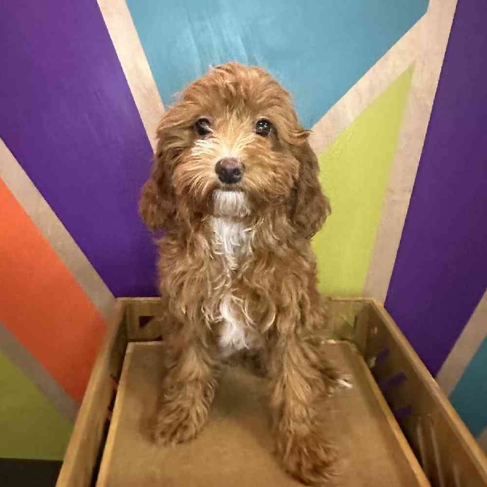 Female Cavapoo Puppy for Sale in Rogers, AR