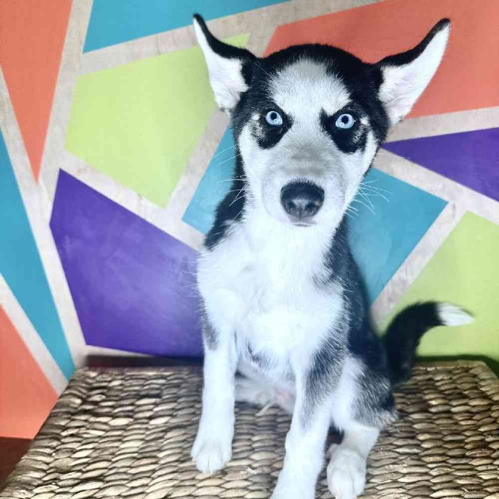 Male Siberian Husky Puppy for Sale in Rogers, AR