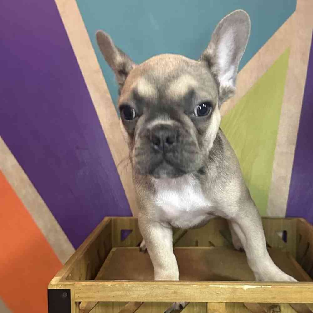 Female French Bulldog Puppy for Sale in Rogers, AR