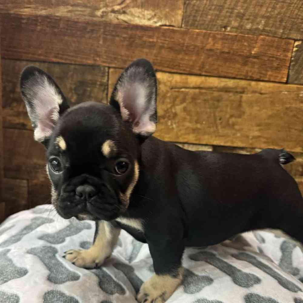 Female French Bulldog Puppy for Sale in Rogers, AR