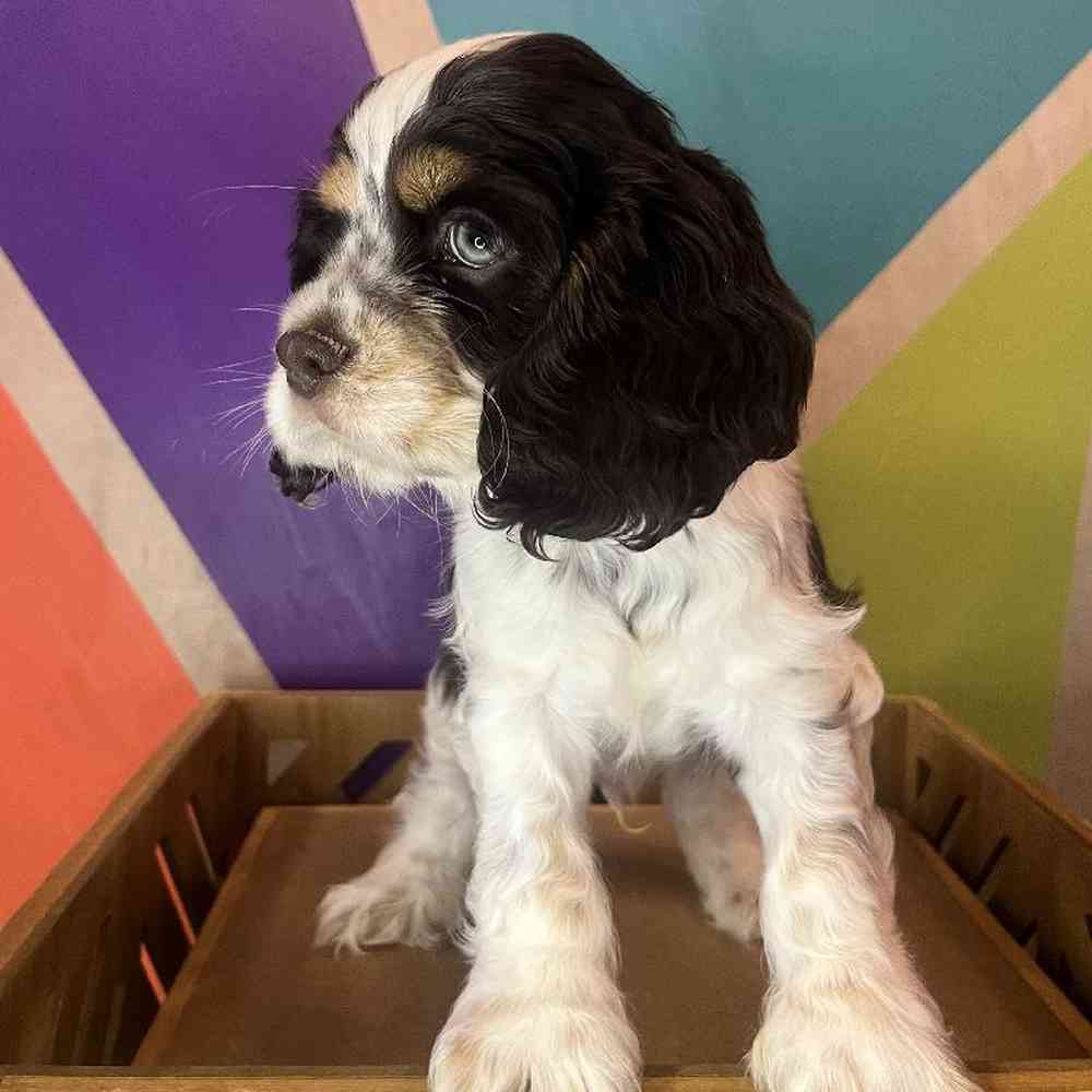 Male Cocker Spaniel Puppy for Sale in Joplin, MO